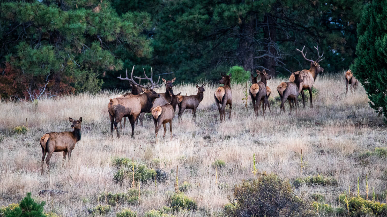 5 Tips to Keep You Safe When Hunting Solo