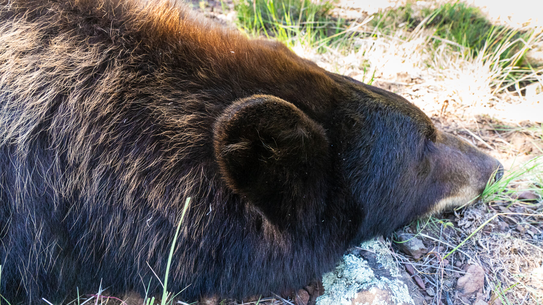 3 Reasons to Hunt Black Bears Every Year