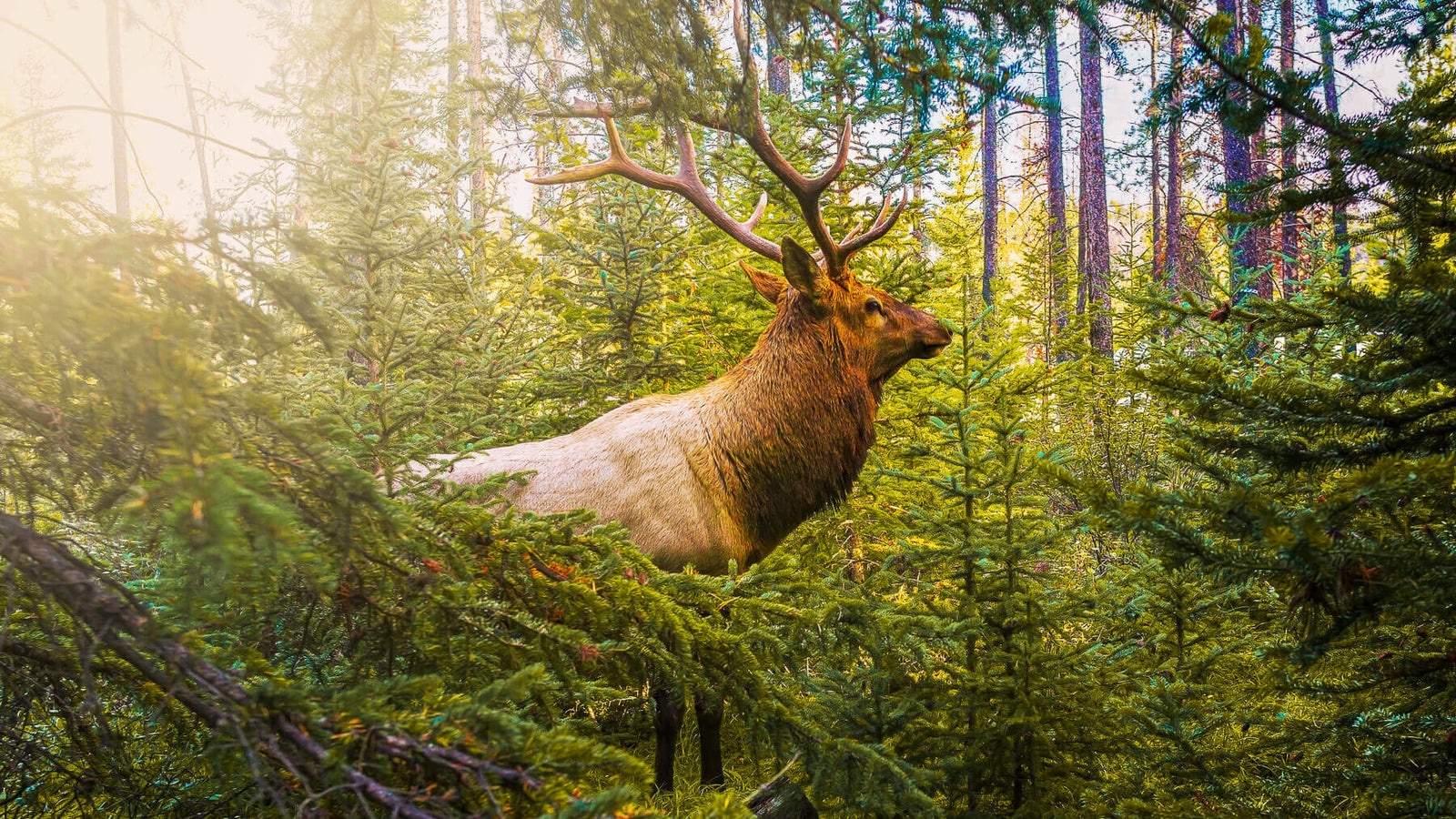 What Archery Dreams Are Made Of