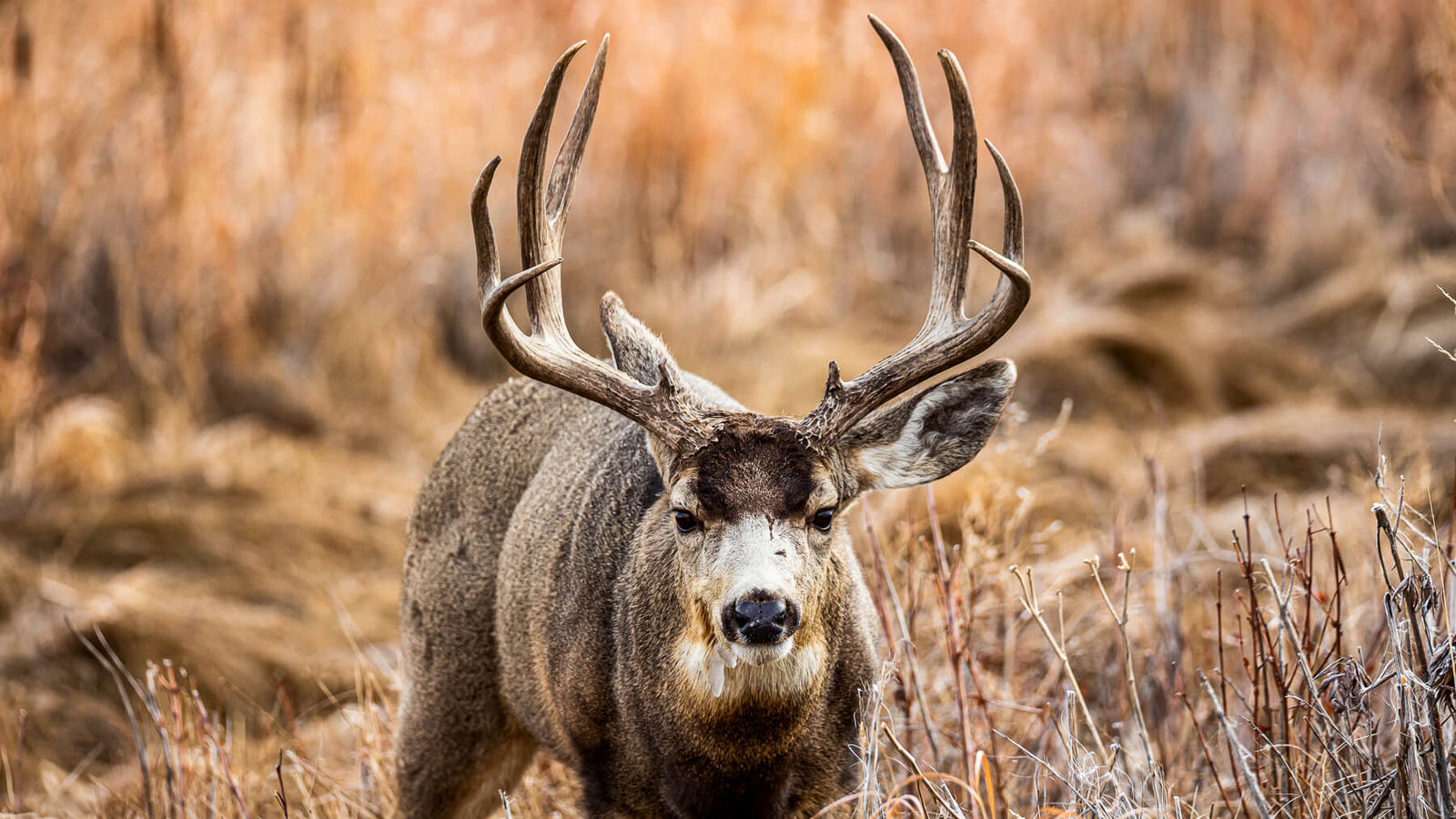 November Is For The Muleys
