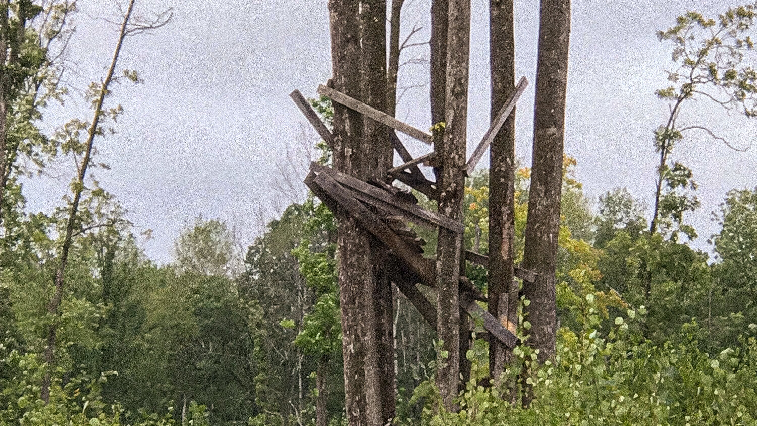 If Treestands Could Speak - Marsupial Gear