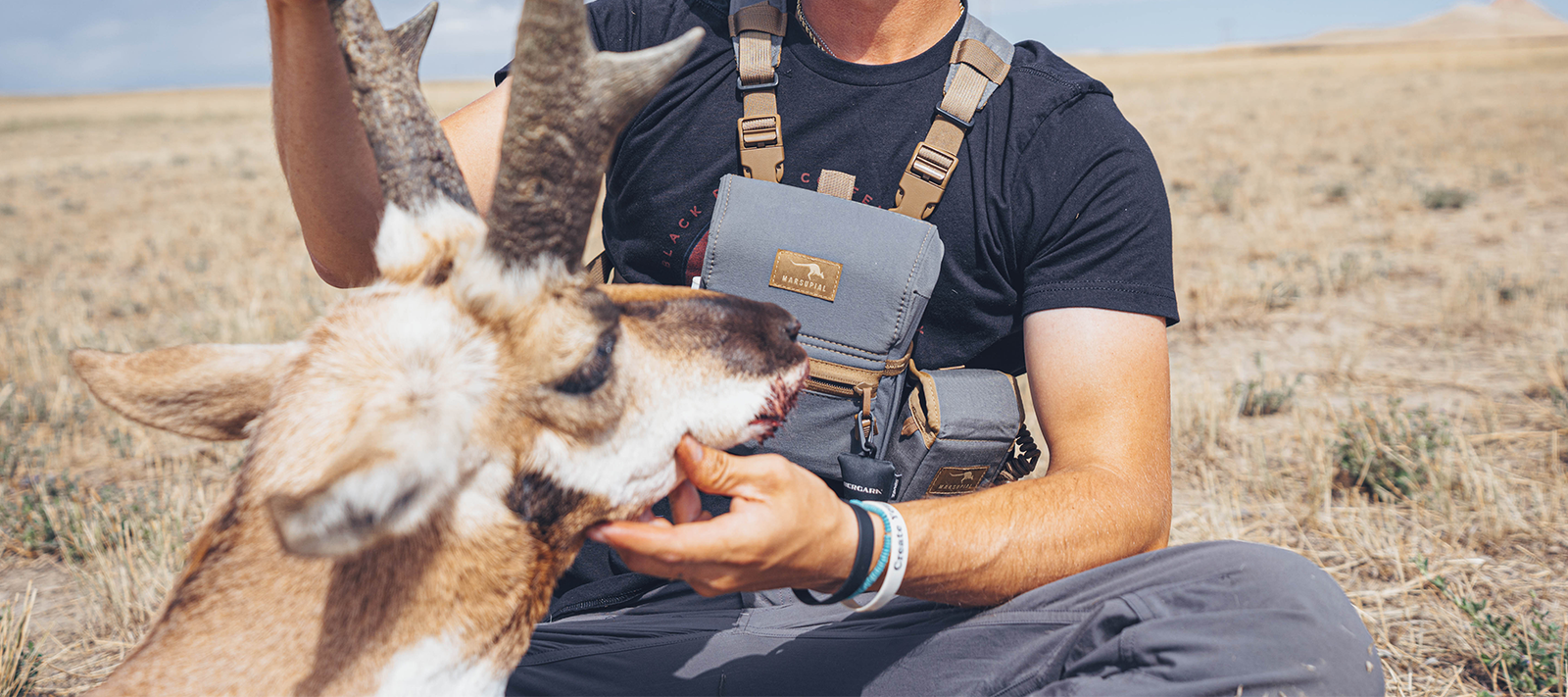 Wolf & Coyote Collection