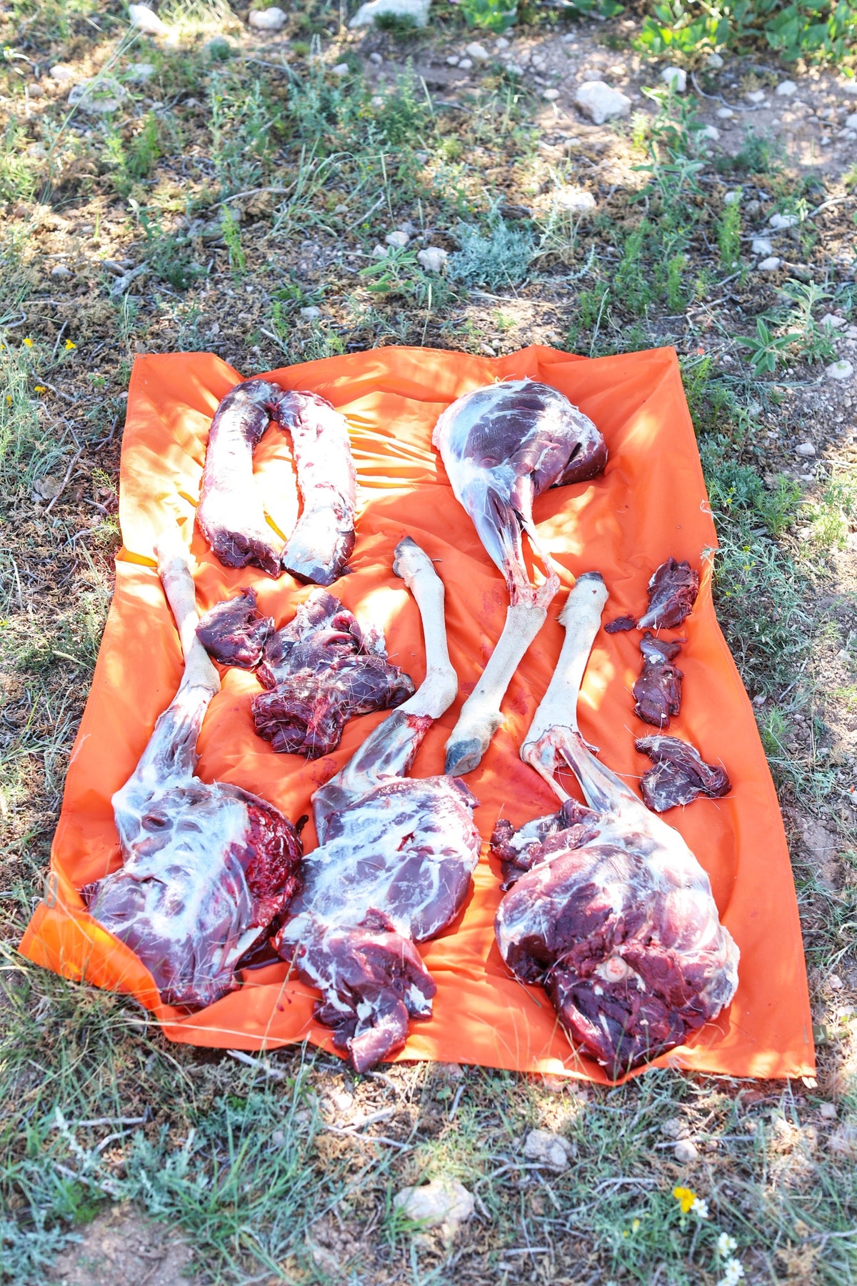 animal in tarp Meat Tarp